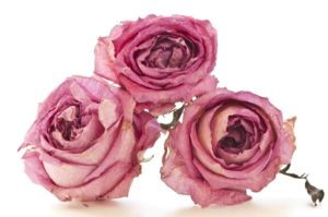 Dried Pink Roses