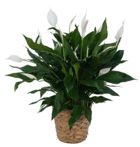 Plant-Blooming Peace Lily