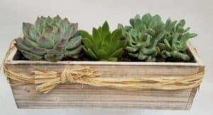 This sweet display of 3 succulents in a charming wooden box is a perfect table top gift. (container may be substituted on non local deliveries)