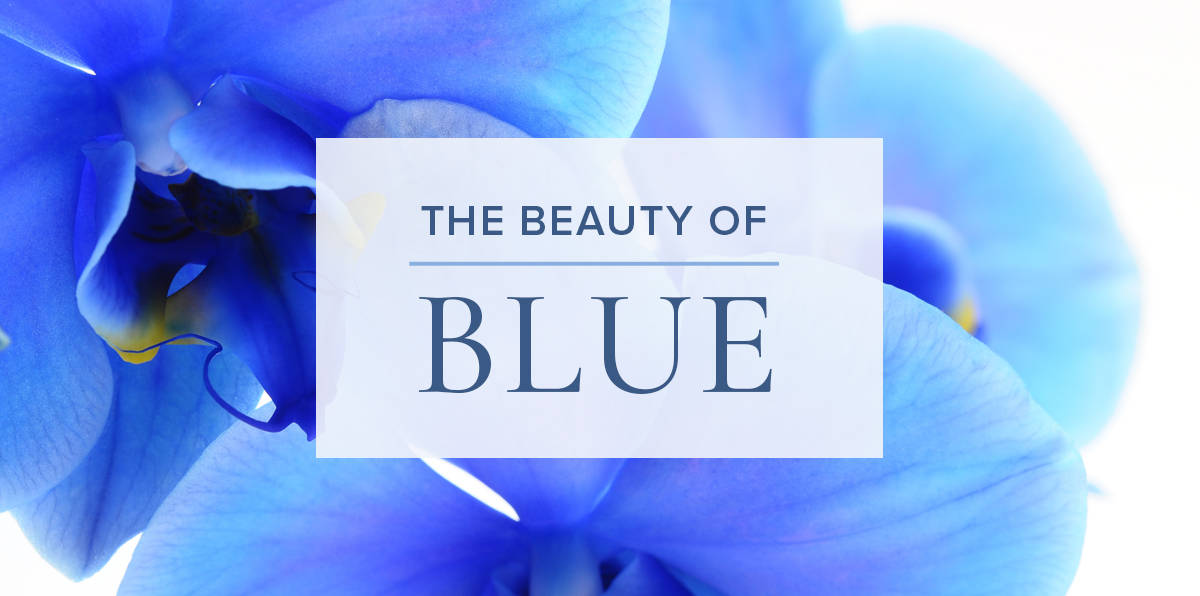 Go for Extraordinary with Blue Flowers in Your Home - Julia's Florist