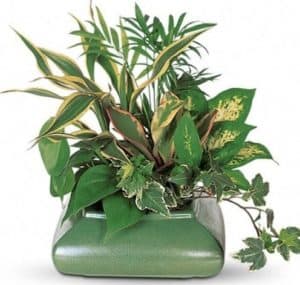 A variety of healthy green plants together in a ceramic container makes a perfect presentation of greenery